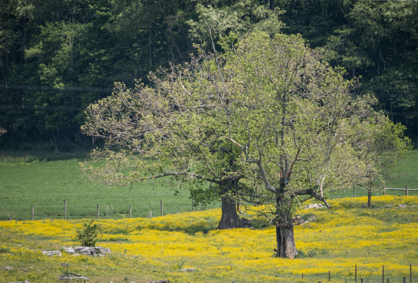 Spring Colors
